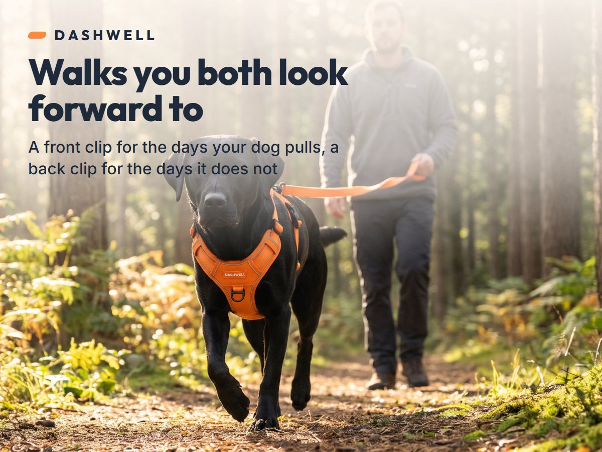 Black labrador in the Dashwell harness on a forest trail, owner behind