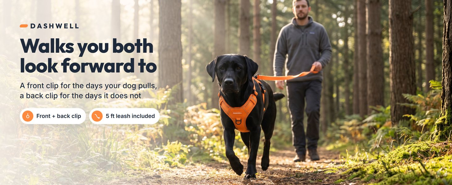 Black labrador in the Dashwell harness on a forest trail, owner behind