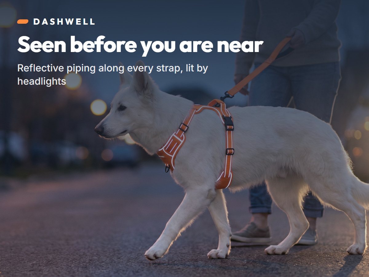 White shepherd in the Dashwell harness at dusk, reflective piping lit