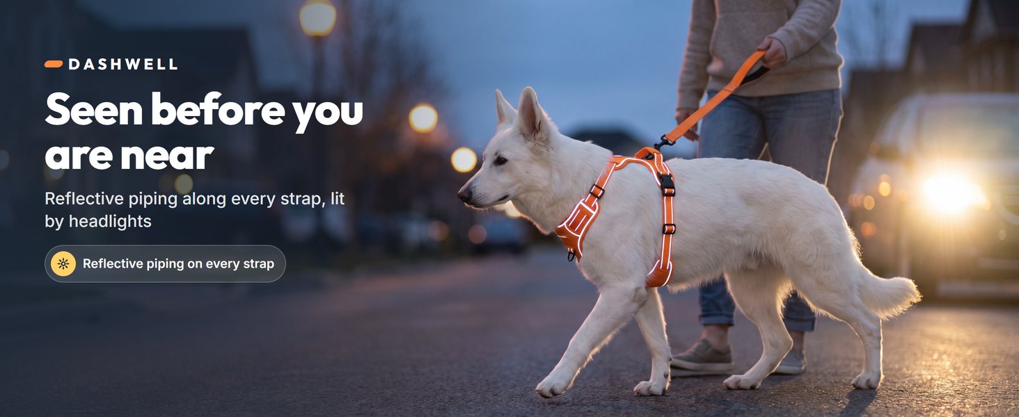 White shepherd in the Dashwell harness at dusk, reflective piping lit