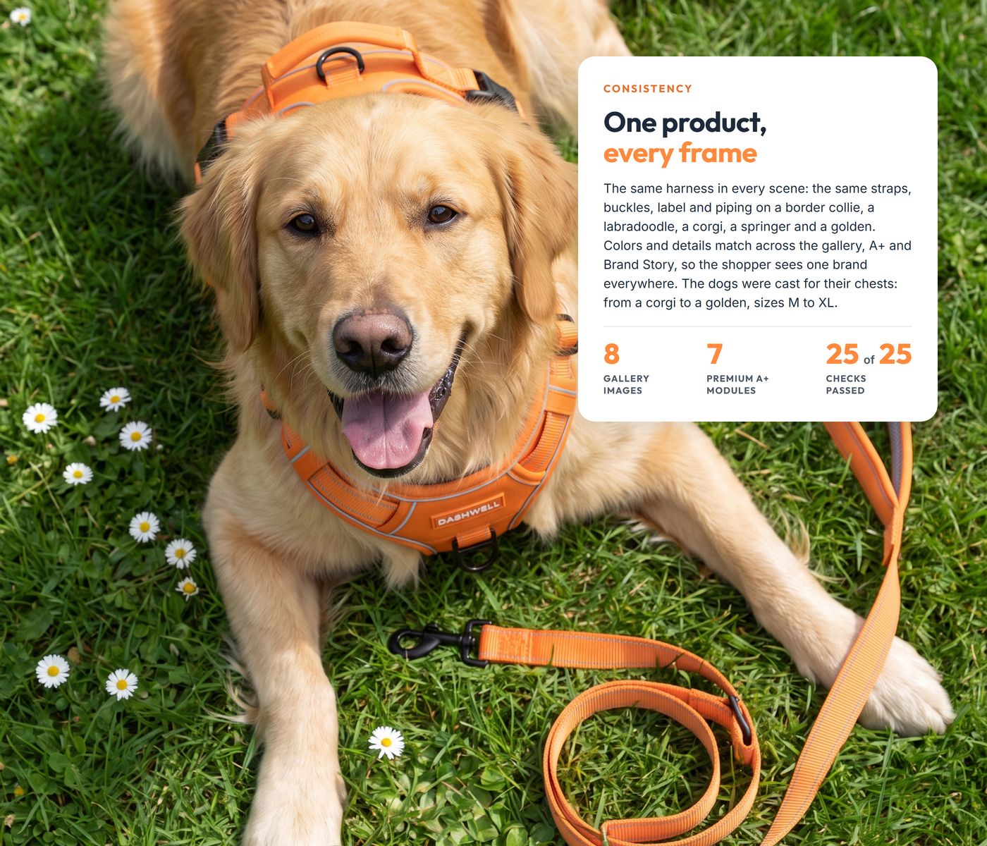 Chapter 02, one product in every frame: a golden retriever in the harness lying on grass with daisies, headline One product, every frame, with 8 gallery images, 7 Premium A+ modules and 25 of 25 checks passed