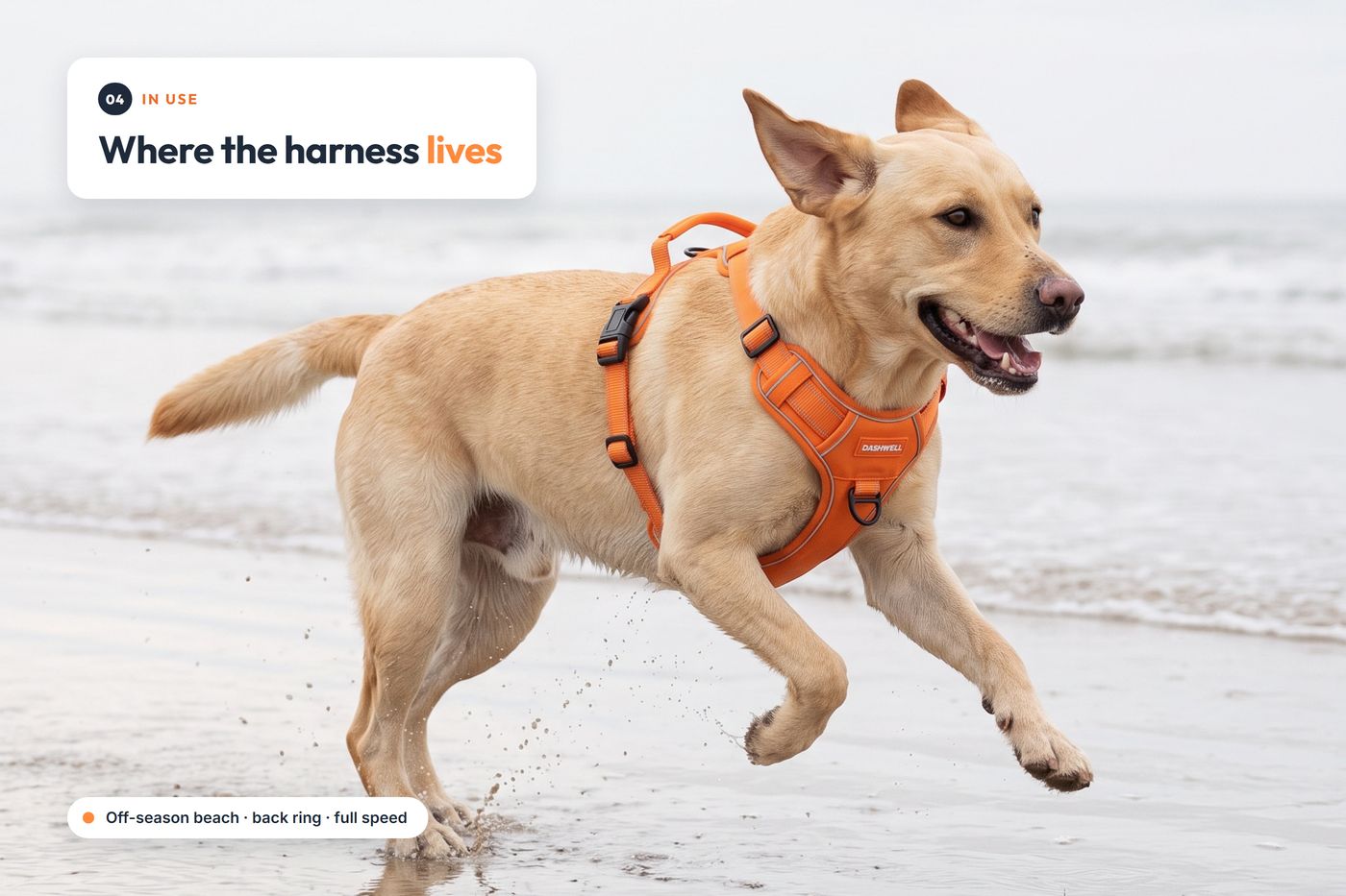 Chapter 04, in use: a labrador running along the water line