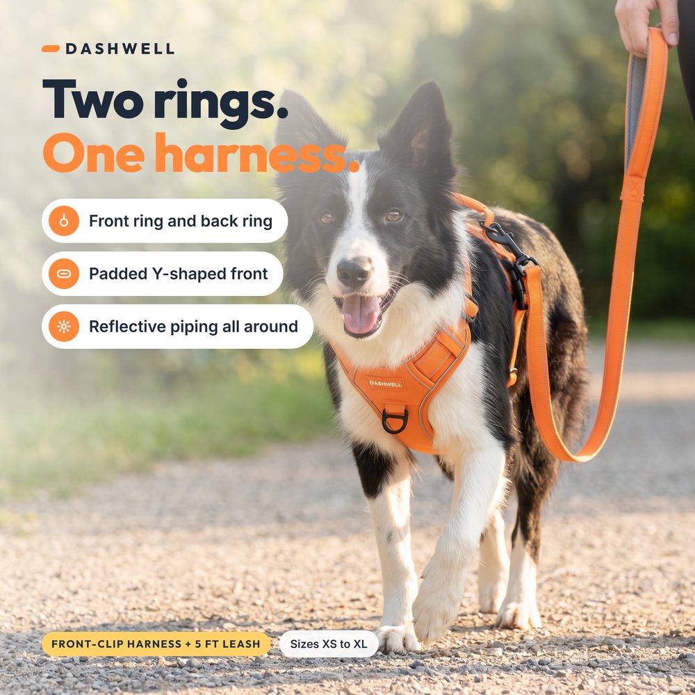 Border collie wearing the Dashwell harness walking on a sunlit park path, three benefit tags