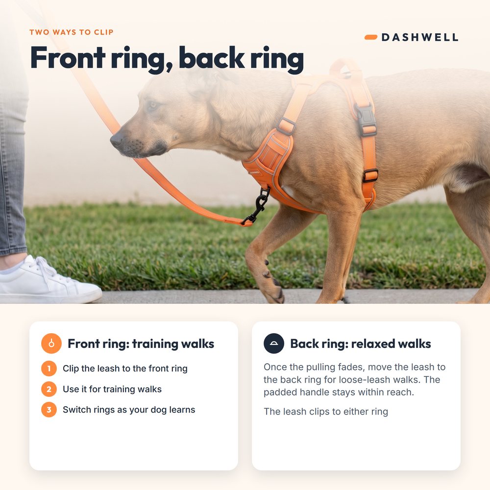 Dog on a sidewalk turned toward its owner by a leash on the front ring, with a two-clip diagram