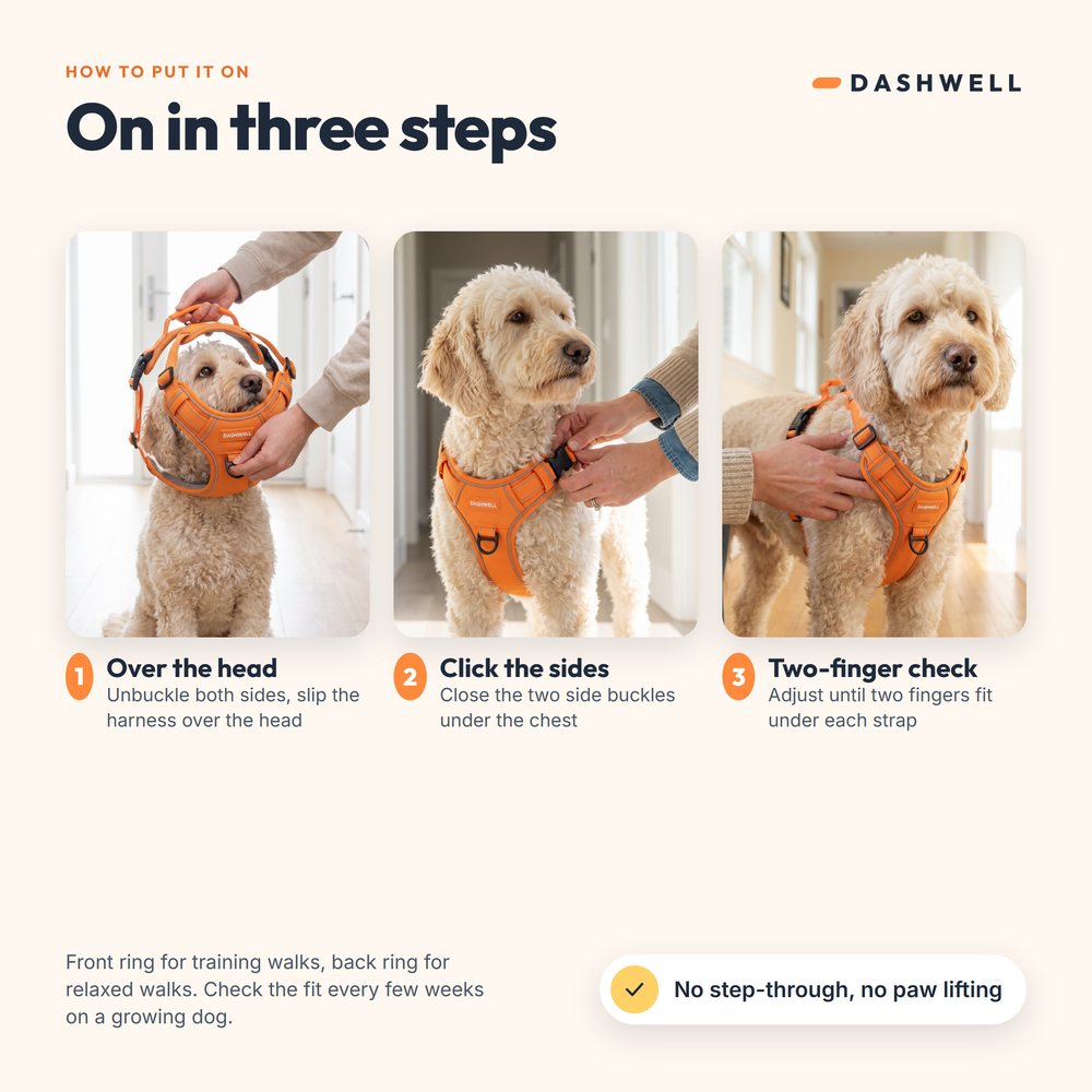 Three steps: harness over the head, side buckles clicked, two-finger fit check