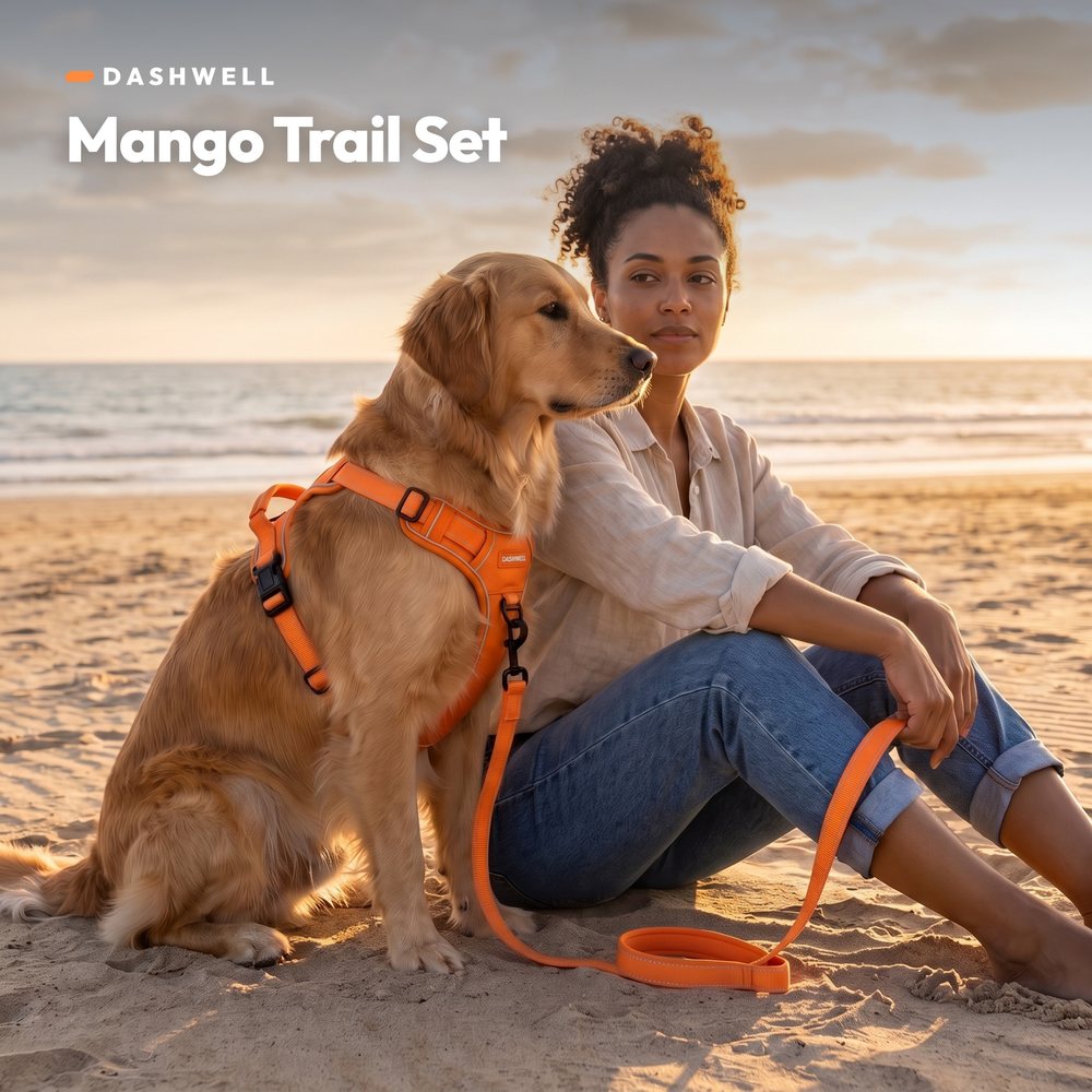 Woman on a beach at golden hour with a golden retriever in the Dashwell harness