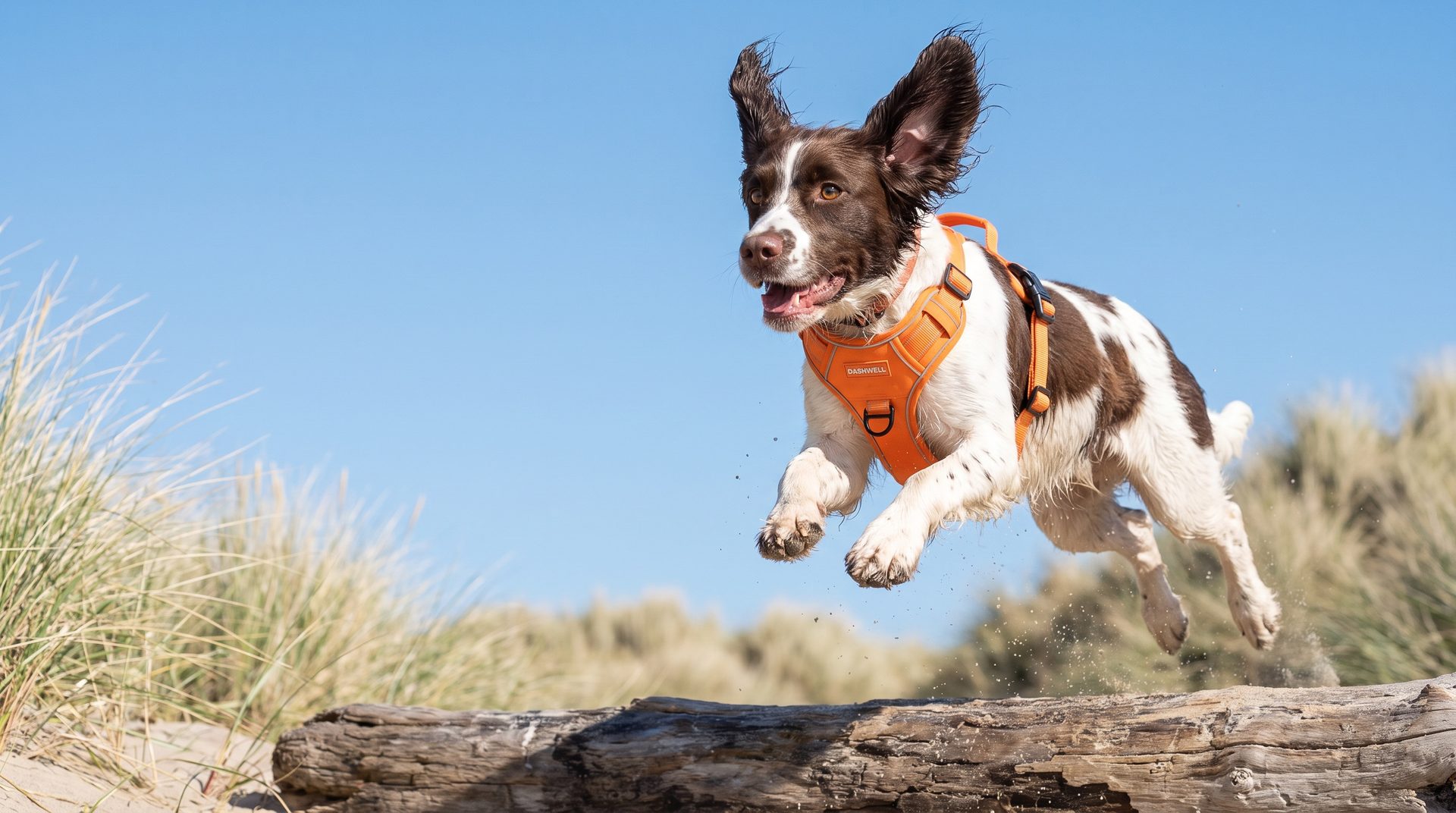 Springer spaniel in an orange Dashwell harness leaping on a beach