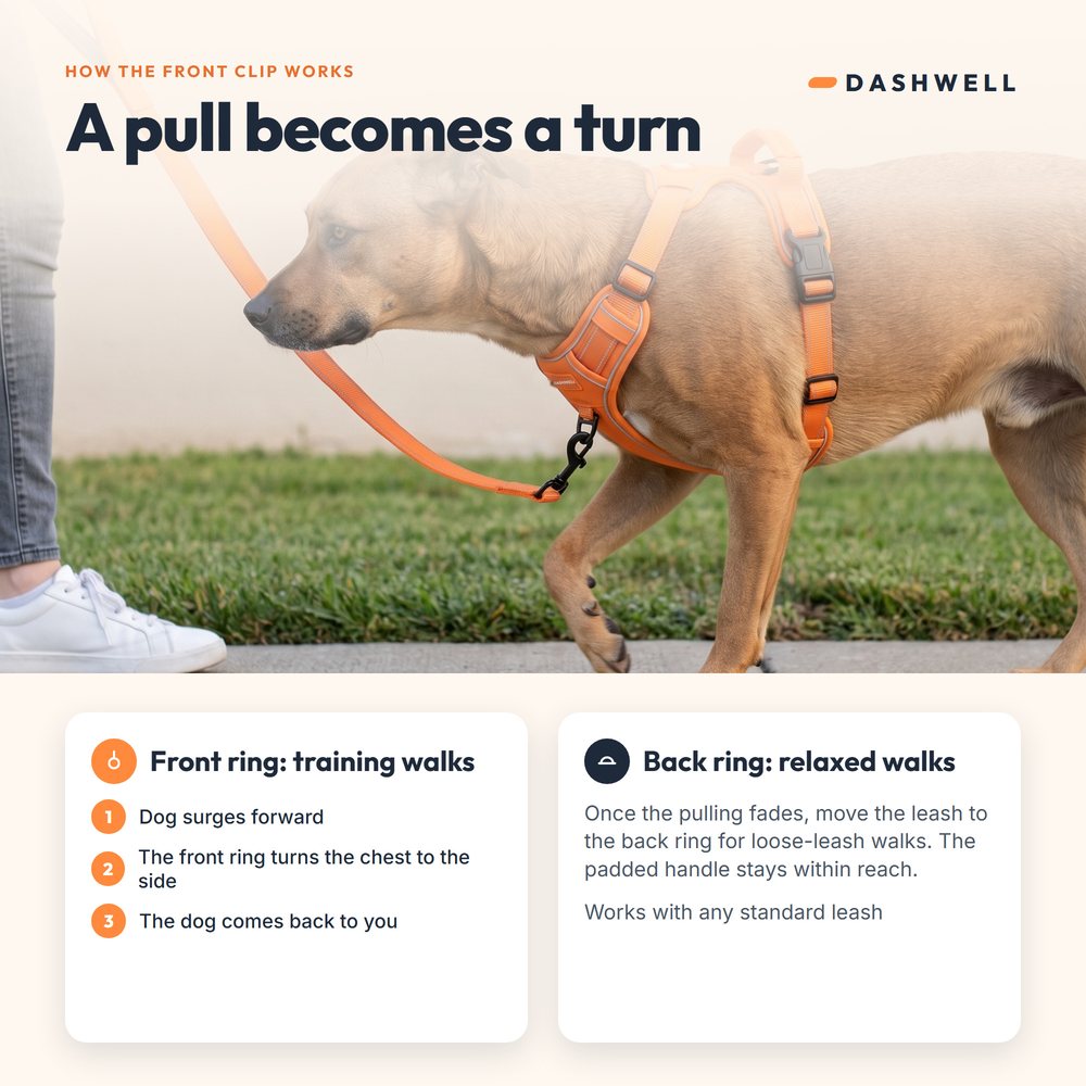 Dog on a sidewalk turned toward its owner by a leash on the front ring, with a two-clip diagram