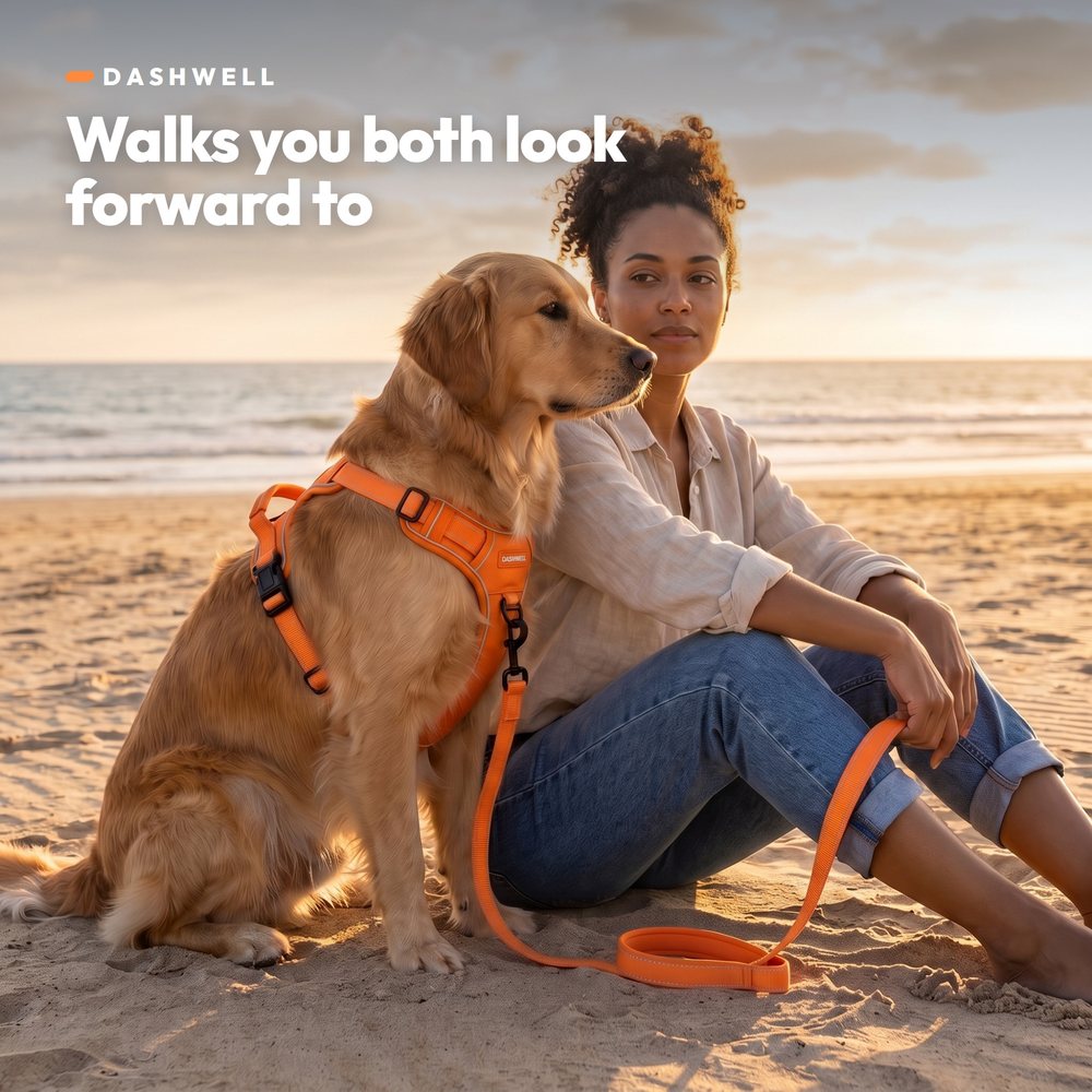 Woman on a beach at golden hour with a golden retriever in the Dashwell harness