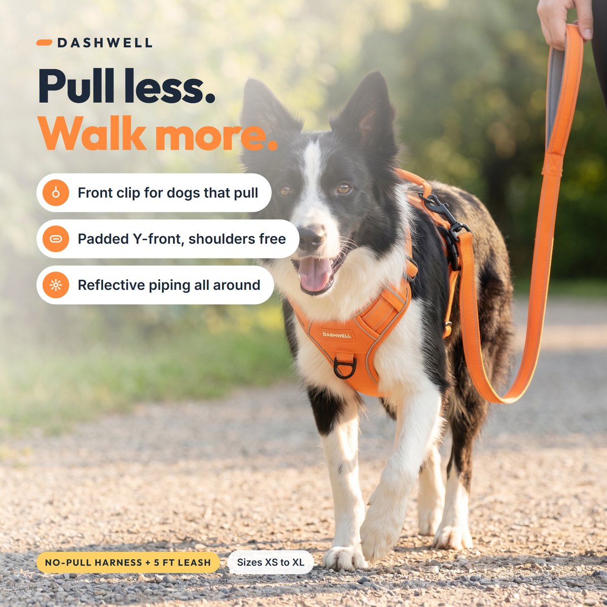 Border collie wearing the Dashwell harness walking on a sunlit park path, three benefit tags