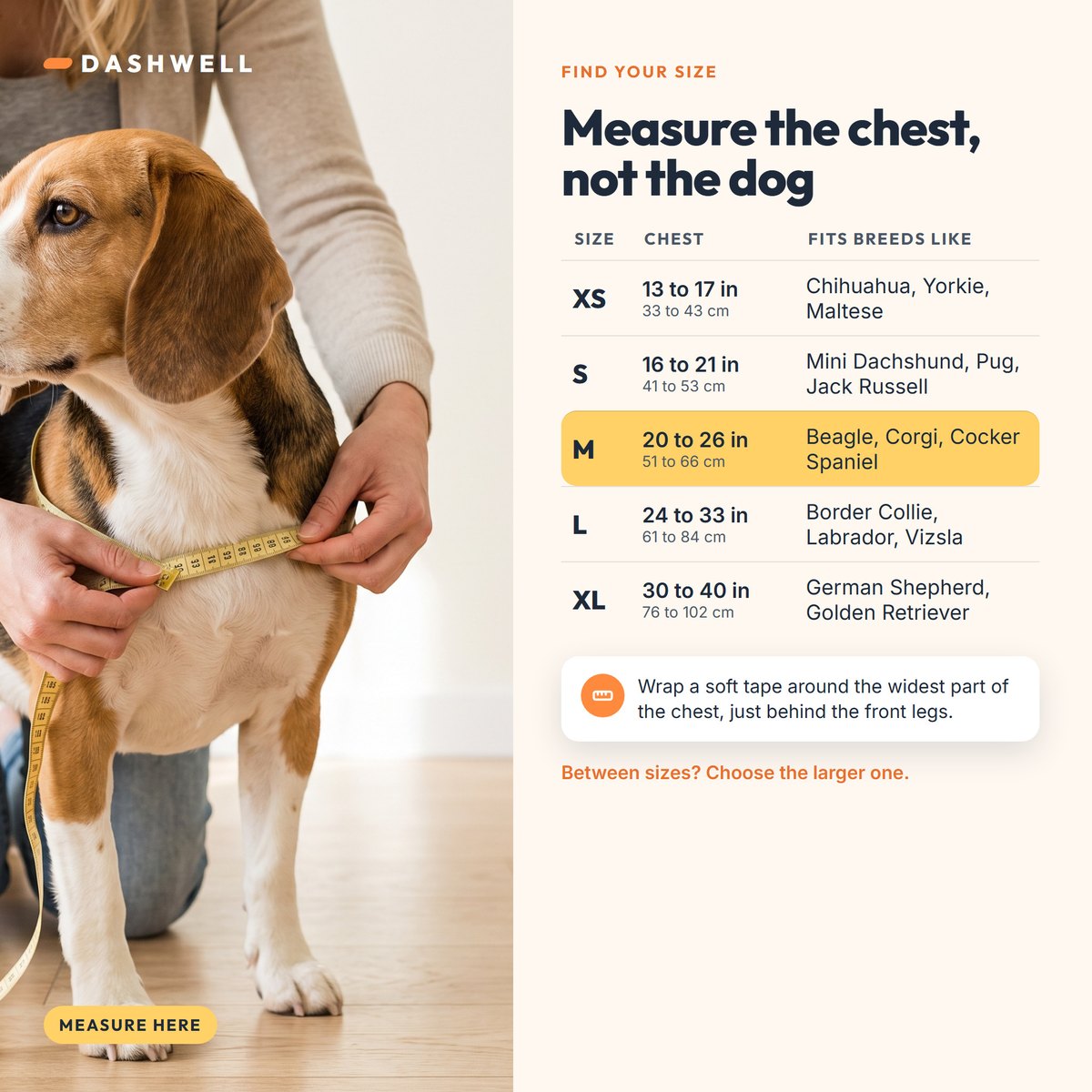 Hands measuring a beagle's chest with a soft tape, size chart XS to XL by chest girth